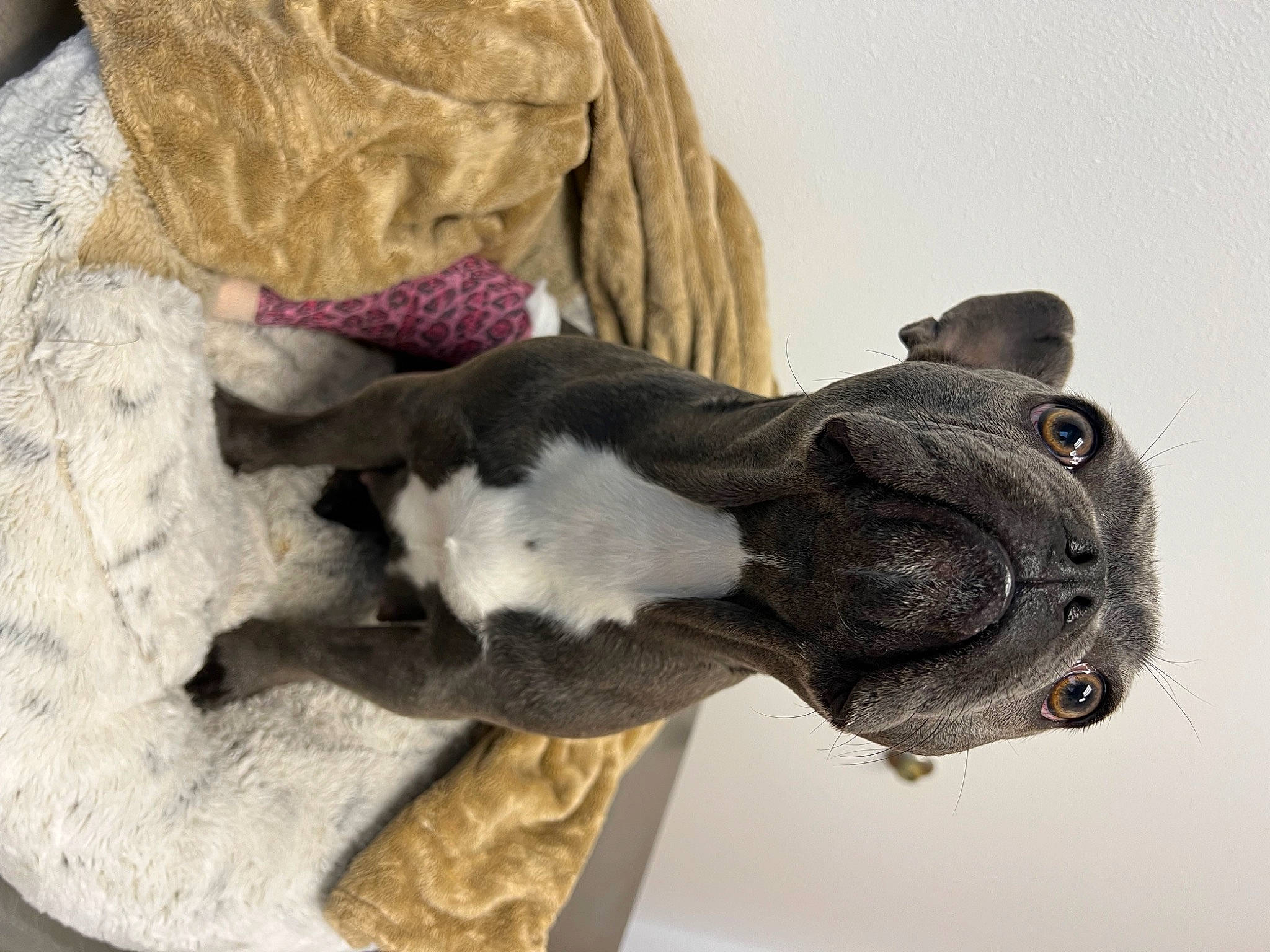 Blossom is registered to the contest to win money with this photo: art, canidae, comfort, dog_breed, fawn, felidae, fur, grey, jaw, linens, plush, sculpture, small_to_medium_sized_cats, stuffed_toy, tail, toy, whiskers, wood, wool, working_animal