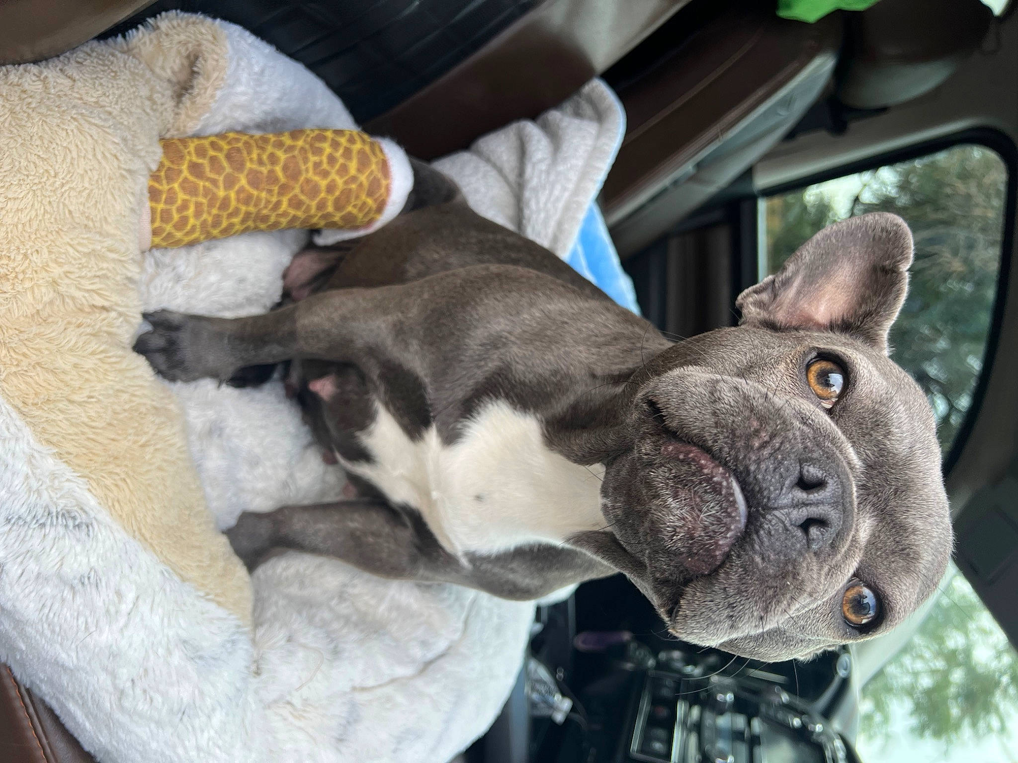 Blossom joined the competition — help win amazing prizes! canidae, carnivore, collar, comfort, companion_dog, dog, dog_breed, dog_collar, ear, fawn, fur, non_sporting_group, snout, sporting_group, tail, whiskers, window, working_animal