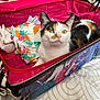 Connie joined the competition — help win amazing prizes! cat, calico, suitcase, clothing, indoor, bed, fabric, pet, animal, curious, resting, colorful, patterned, zipper, textile, feline, domestic, closeup, household, relaxed