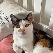 Connie is registered to the contest to win money with this photo: cat, calico, pet, animal, feline, indoor, bed, pillow, blanket, white, pink, fur, whiskers, ears, cute, relaxed, looking, closeup, resting, domestic
