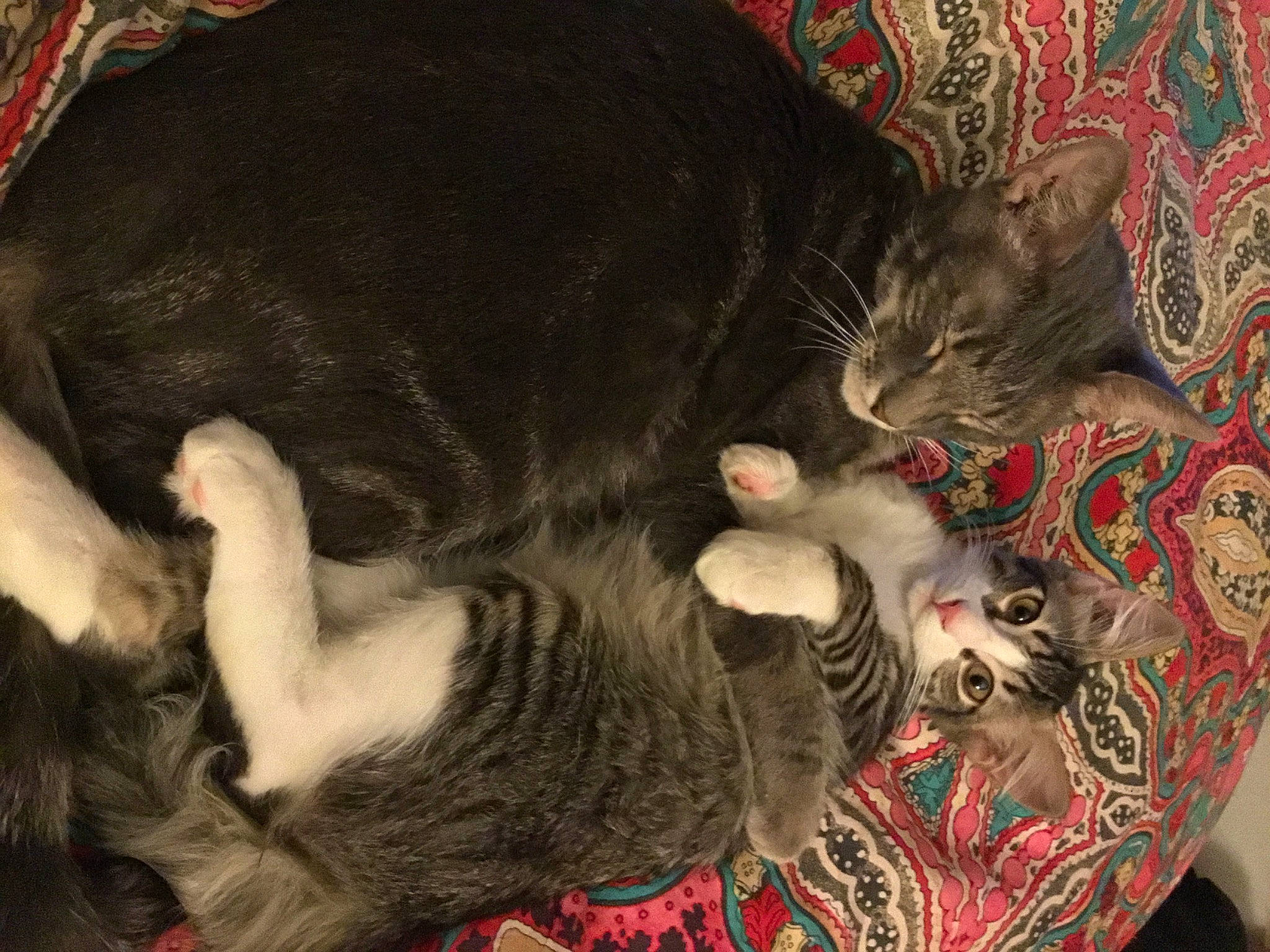 Mia joined the competition — help win amazing prizes! black_cat, carnivore, cat, cat_supply, cat_toy, claw, comfort, dog_breed, domestic_short_haired_cat, event, felidae, fur, paw, small_to_medium_sized_cats, tail, whiskers