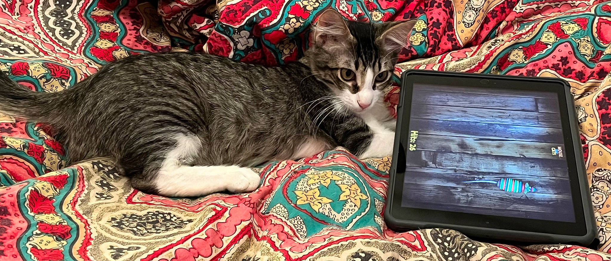 Mia is registered to the contest to win money with this photo: carnivore, cat, comfort, computer, computer_hardware, display_device, domestic_short_haired_cat, felidae, fur, input_device, lap, laptop, linens, output_device, paw, peripheral, personal_computer, small_to_medium_sized_cats, snout, whiskers