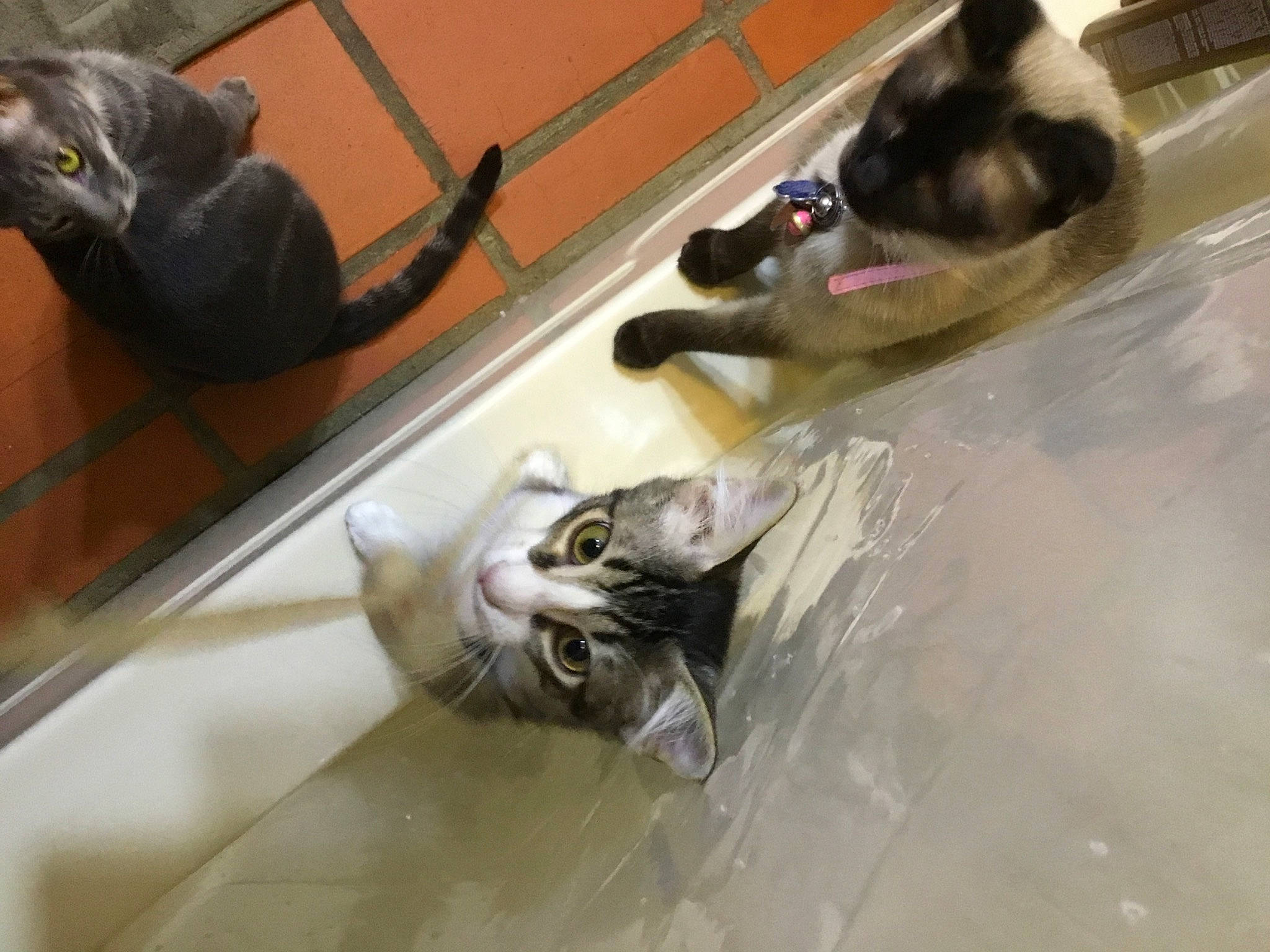 Mia is registered to the contest to win money with this photo: auto_part, carnivore, cat, companion_dog, felidae, floor, flooring, fur, glass, luggage_and_bags, mammal, metal, plumbing, plumbing_fixture, small_to_medium_sized_cats, snout, tail, tap, whiskers, wire