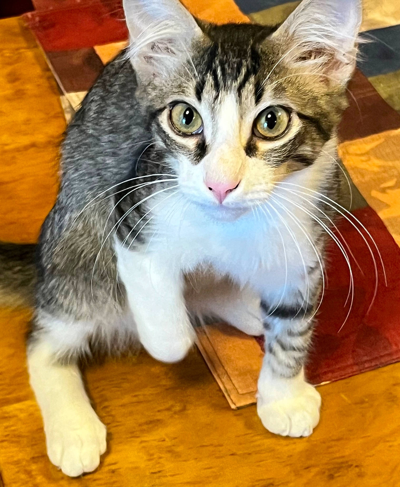 Mia joined the competition — help win amazing prizes! carnivore, cat, claw, domestic_short_haired_cat, felidae, flooring, foot, fur, hardwood, leg, paw, sitting, small_to_medium_sized_cats, snout, tail, varnish, whiskers, wood, wood_flooring, wood_stain