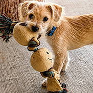 Buddy joined the competition — help win amazing prizes! adorable, animal, blue_collar, brown_fur, closeup, concrete_floor, cute, dog, fur, indoor, looking, pet, pet_toy, playful, plush_toy, puppy, small_dog, standing, toy, wood_post