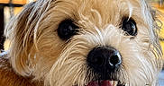 Buddy is registered to the contest to win money with this photo: animal, canine, close_up, cute, dog, expression, eyes, friendly, fur, happy, muzzle, natural_light, nose, outdoor, pet, portrait, scruffy, smiling, tongue, tongue_out