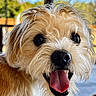 dog, close_up, tongue_out, happy, pet, animal, fur, scruffy, cute, outdoor, portrait, canine, nose, eyes, muzzle, tongue, friendly, natural_light, expression, smiling