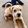 adorable, animal, blue_collar, closeup, concrete_floor, curious, cute, dog, ears, fur, knitted_object, lying_down, outdoor, pet, puppy, scruffy, small_dog, tail, texture, whiskers