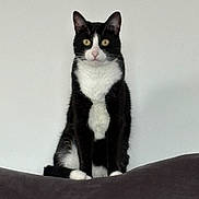 Kiwi participe au concours pour gagner de l'argent avec cette photo : cat, tuxedo_cat, black_and_white, pet, animal, feline, sitting, portrait, front_facing, whiskers, ears, eyes, nose, fur, white_chest, paws, couch, indoors, gray_background, centered