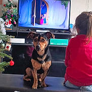Nabila a rejoint le concours — aidez-le/la à gagner de superbes lots ! animation, bench, black_and_tan_dog, child, christmas_tree, cozy, decorations, dog, entertainment, furniture, holiday, holiday_decor, indoor, living_room, person, pet, red_sweater, screen, television, watching