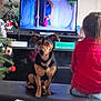 animation, bench, black_and_tan_dog, child, christmas_tree, cozy, decorations, dog, entertainment, furniture, holiday, holiday_decor, indoor, living_room, person, pet, red_sweater, screen, television, watching
