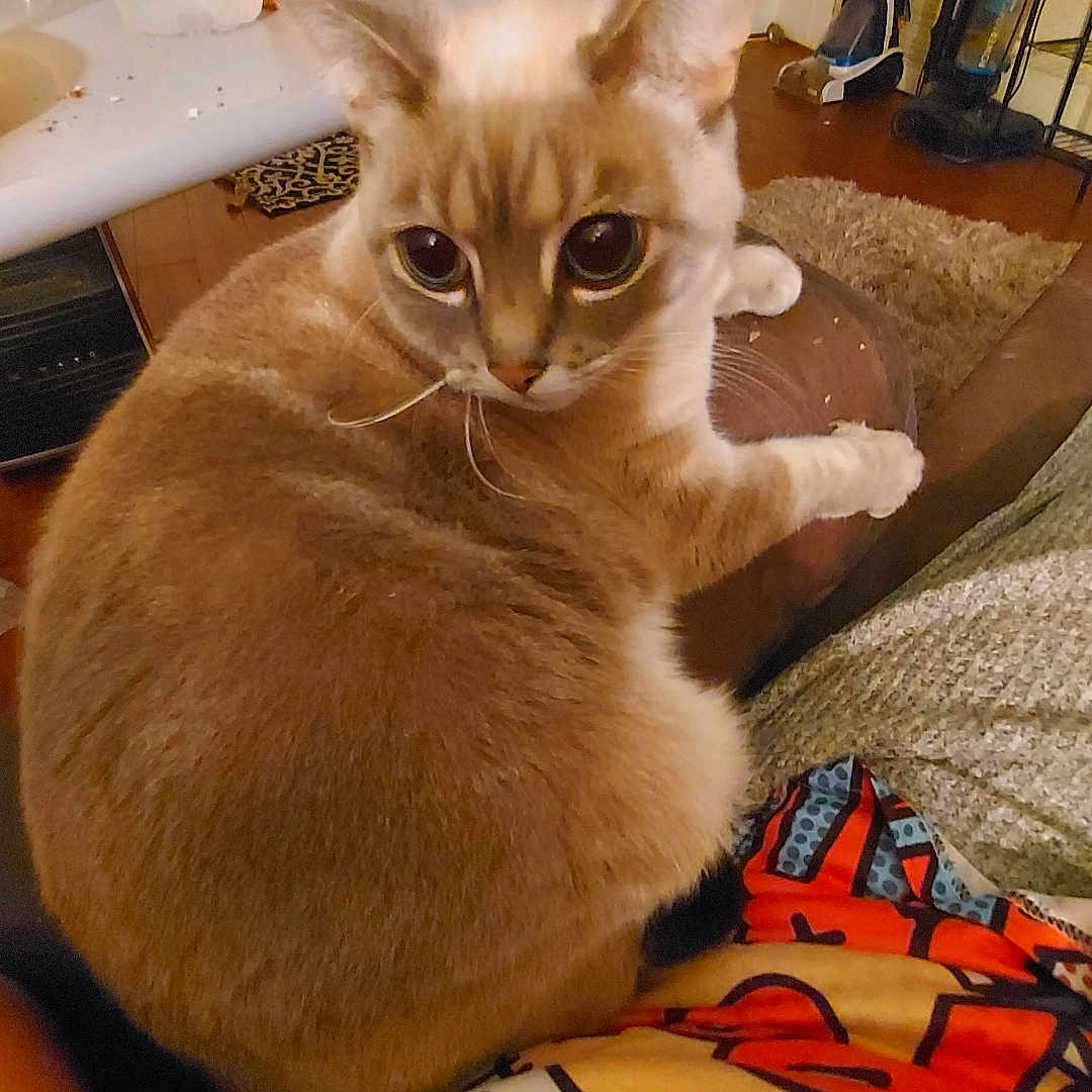 Boopie