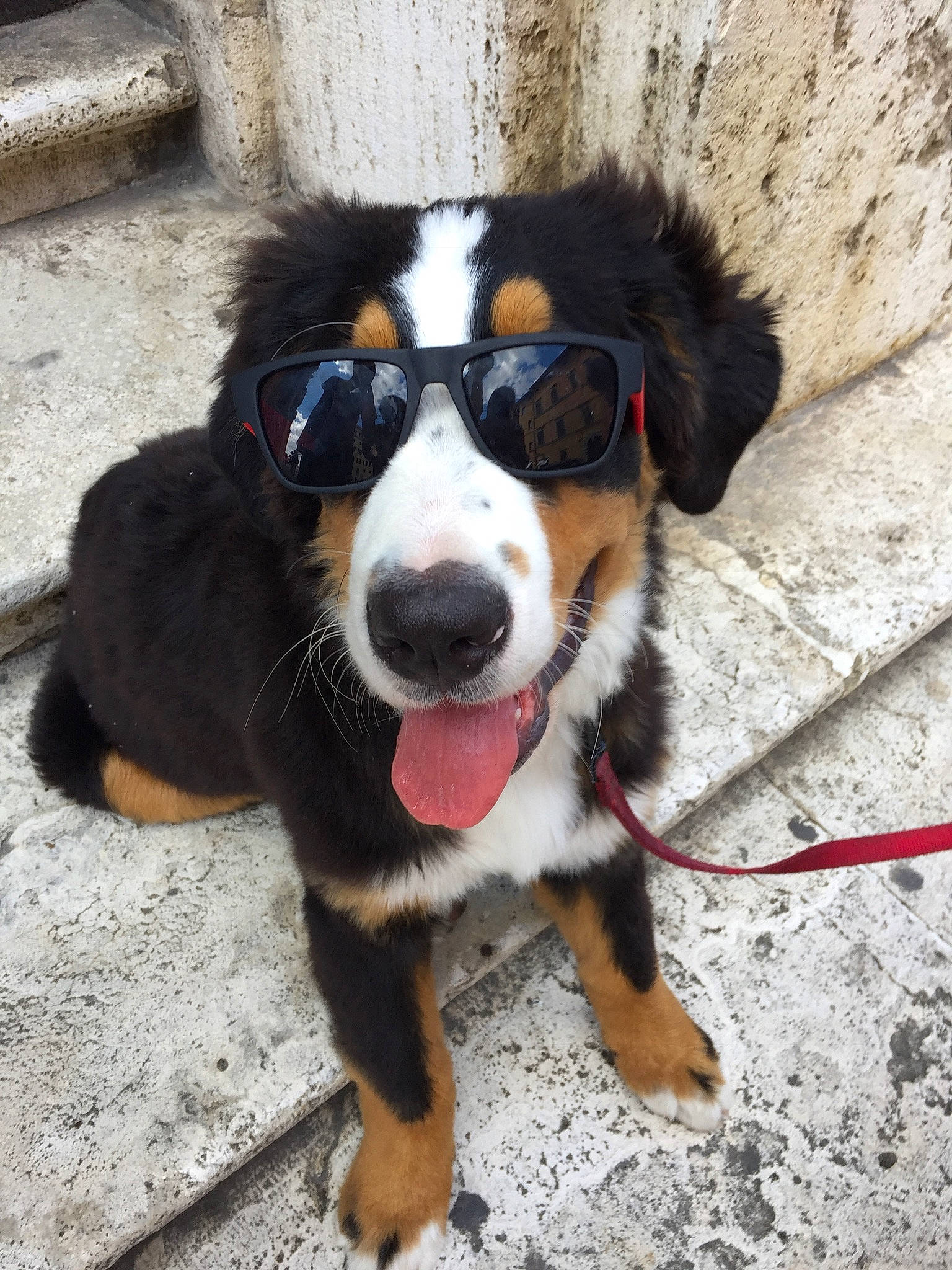 Indi a rejoint le concours — aidez-le/la à gagner de superbes lots ! ball, bernese_mountain_dog, canidae, carnivore, collar, companion_dog, dog, dog_breed, eyewear, fawn, fur, giant_dog_breed, goggles, leash, paw, snout, sporting_group, whiskers, working_animal, working_dog