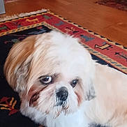 Mambo participe au concours pour gagner de l'argent avec cette photo : animal, architecture, building, canine, chair, couch, dog, furniture, hardwood, homedecor, indoors, interiordesign, livingroom, pet, puppy, room, rug, terrier, whitedog, wood