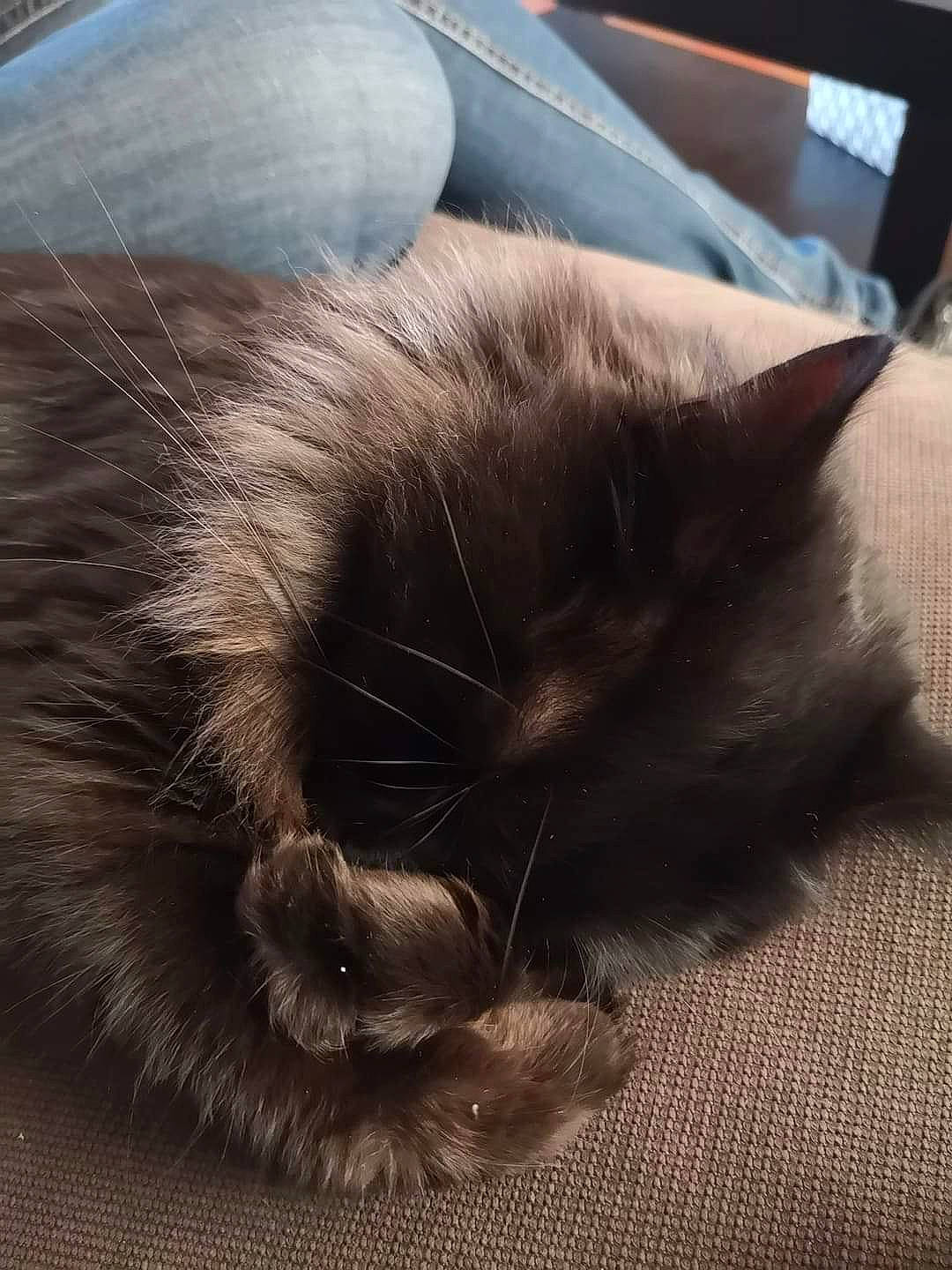 Mimine participe au concours pour gagner de l'argent avec cette photo : carnivore, cat, claw, comfort, felidae, flooring, fur, grass, hardwood, human_leg, nap, paw, plant, small_to_medium_sized_cats, snout, tail, tints_and_shades, whiskers, wood