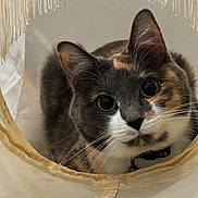 Mavi is registered to the contest to win money with this photo: cat, pet, animal, feline, curious, ears, whiskers, close_up, indoor, cute, playful, tunnel, fabric, collar, alert, domestic, fur, looking, face, wide_eyes
