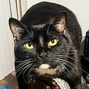 Domino joined the competition — help win amazing prizes! cat, black_cat, yellow_eyes, whiskers, close_up, pet, animal, feline, indoor, leather, armrest, fur, face, portrait, looking_at_camera, domestic_cat, home, cute, curious, sitting