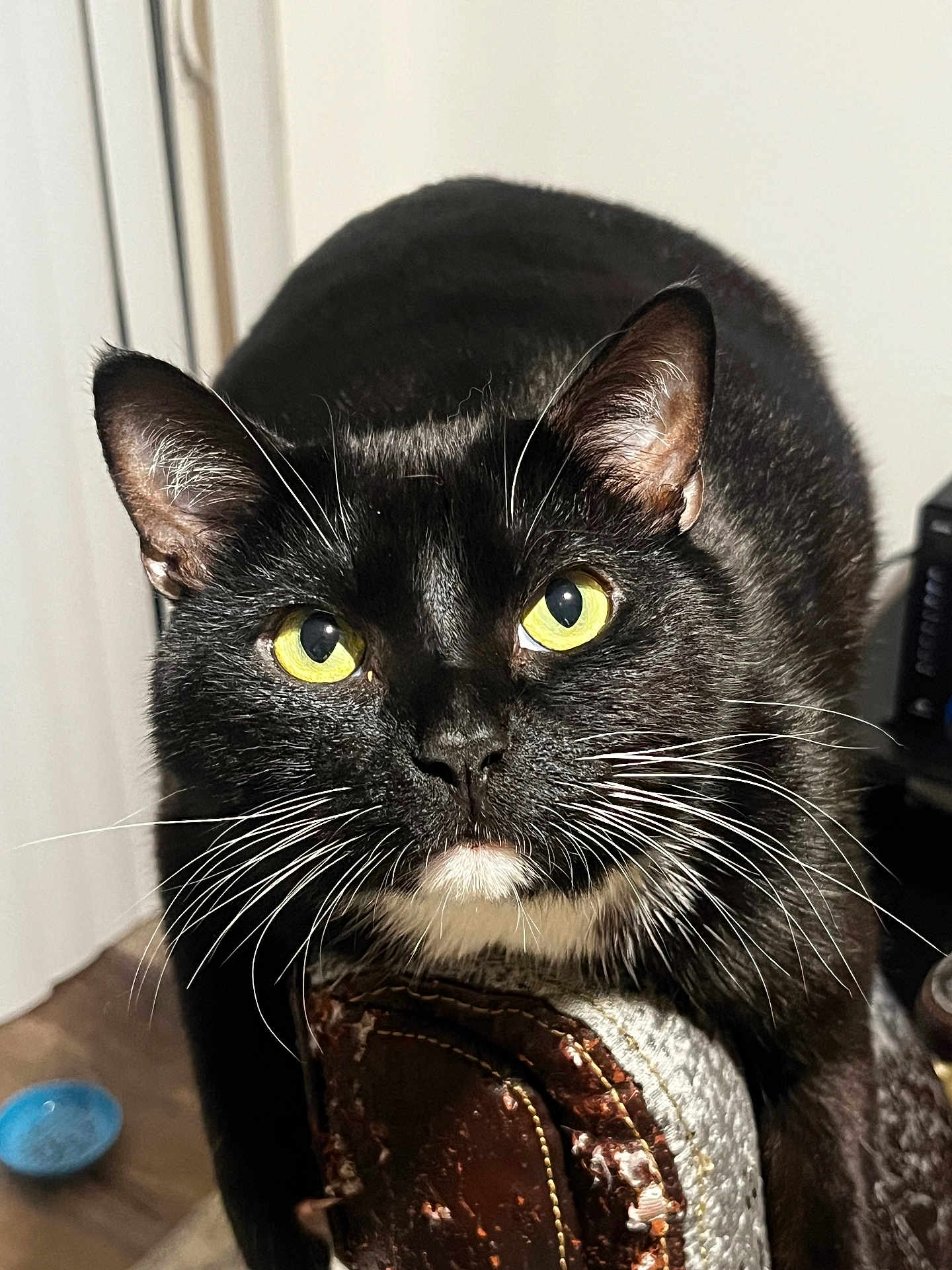 Domino