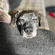 Rubert is registered to the contest to win money with this photo: dog, sleeping, gray_fur, closeup, cushion, sunlight, indoor, resting, pet, nostrils, snout, texture, relaxation, cozy, fur, animal, peaceful, face, ears, comfort