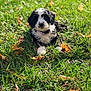 Bruce is registered to the contest to win money with this photo: puppy, dog, grass, outdoor, leaf, autumn, sunlight, animal, pet, nature, cute, fur, collar, black_and_white, relaxing, field, young, playful, summer, daylight