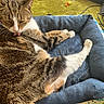 Twinkle is registered to the contest to win money with this photo: cat, tabby_cat, white_cat, pet, animal, lying_down, grooming, tongue, whiskers, ears, fur, striped_fur, blue_bed, pet_bed, indoor, home, green_carpet, toy, cable, relaxed