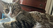 Twinkle joined the competition — help win amazing prizes! cat, tabby_cat, white_cat, pet, animal, feline, whiskers, ears, paws, fur, striped_fur, sleepy, relaxed, lying_down, close_up, portrait, indoors, furniture, dresser, home
