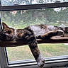 cat, tabby_cat, white_cat, pet, animal, sleeping, relaxed, lying_down, window, windowsill, window_perch, indoors, sunlight, natural_light, greenery, garden, paws, whiskers, fur, home