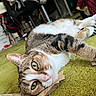 Twinkle joined the competition — help win amazing prizes! cat, pet, feline, lying_down, upside_down, wide_eyes, green_blanket, fur, whiskers, pink_nose, tabby, white_fur, orange_fur, brown_fur, paws, indoors, bedroom, cluttered_background, relaxed, portrait