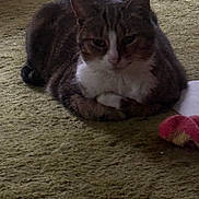 Twinkle joined the competition — help win amazing prizes! cat, tabby, white_chest, fluffy, furry, pet, animal, loaf_pose, sitting, indoor, carpet, rug, plush_toy, toy, front_view, whiskers, ears, paws, grumpy_expression, home