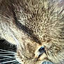 cat, close_up, tabby, fur, whiskers, animal, pet, face, eye, domestic_animal, mammal, feline, cute, soft, texture, portrait, indoor, blur, natural_light, close_range