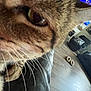 cat, close_up, whiskers, eye, feline, pet, living_room, slippers, chair, floor, leather, fur, curious, indoor, home, cozy, comfortable, domestic_animal, animal, mammal