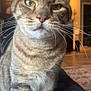 animal, background_blur, cat, close_up, cozy, curious, cute, domestic_cat, feline, fur, green_eyes, home, indoor, living_room, pet, sitting, soft_lighting, striped_fur, tabby_cat, whiskers