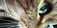 Frankenstein is registered to the contest to win money with this photo: animal, cat, close_up, closeup, domestic_cat, eye, face, feline, focus, fur, green_eye, house, indoor, muzzle, pet, portrait, tabby, texture, whisker, whiskers