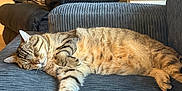 Frankenstein is registered to the contest to win money with this photo: cat, tabby_cat, sleeping, couch, blanket, pillow, indoor, plant, furniture, relaxing, cozy, striped, pet, fur, home, living_room, comfort, resting, domestic_cat, soft