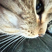 Frankenstein joined the competition — help win amazing prizes! cat, close_up, whiskers, fur, pet, animal, indoor, texture, face, blur, feline, mammal, tabby, nose, eye, soft, cute, macro, detail, portrait