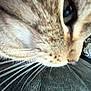 cat, close_up, whiskers, fur, pet, animal, indoor, texture, face, blur, feline, mammal, tabby, nose, eye, soft, cute, macro, detail, portrait
