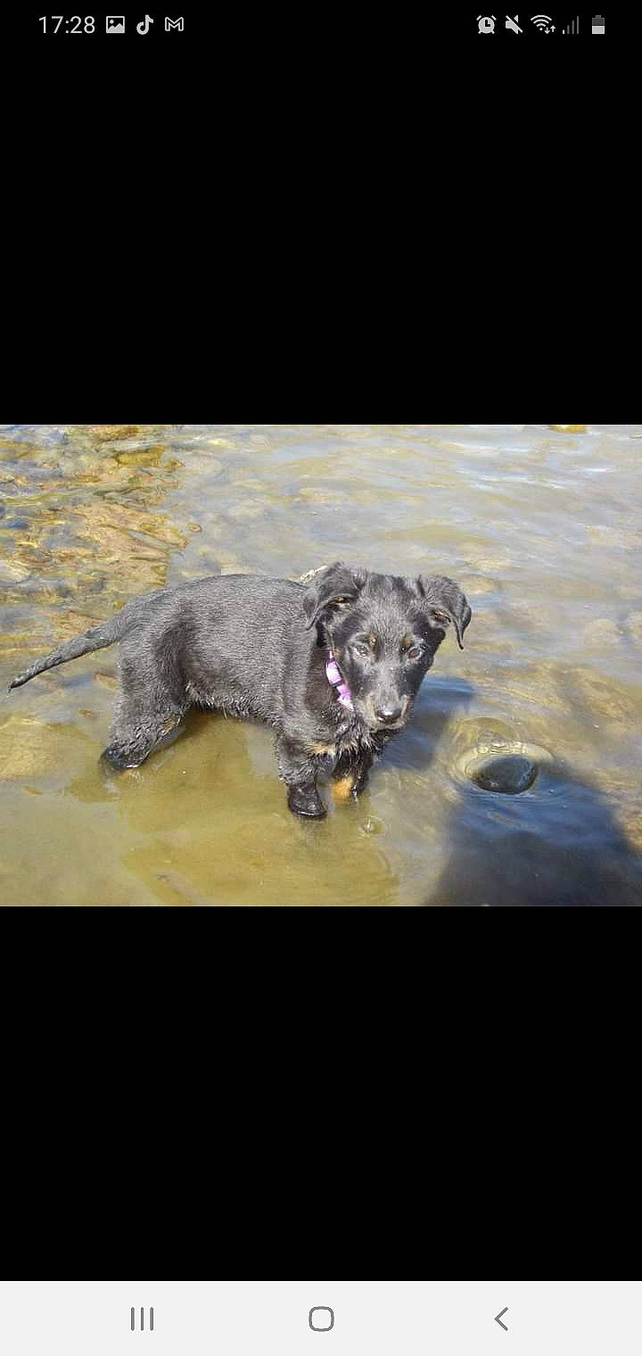 Galice a rejoint le concours — aidez-le/la à gagner de superbes lots ! canidae, carnivore, companion_dog, dog, dog_breed, mammal, snout, sporting_group, street_dog, working_animal, working_dog