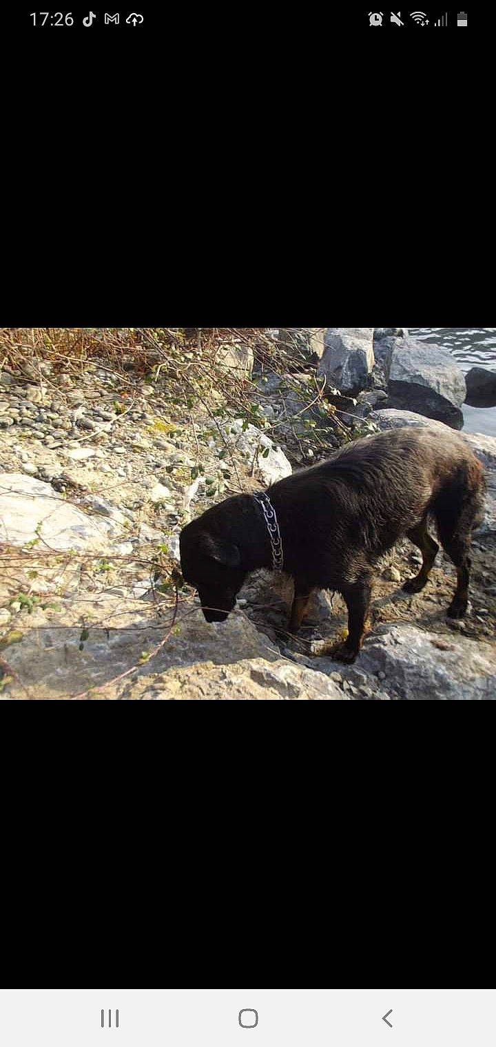 Galice participe au concours pour gagner de l'argent avec cette photo : canidae, carnivore, collar, companion_dog, dog, dog_breed, dog_collar, hunting_dog, leash, liver, mammal, pet_supply, shadow, snout, sporting_group, tail, working_animal, working_dog