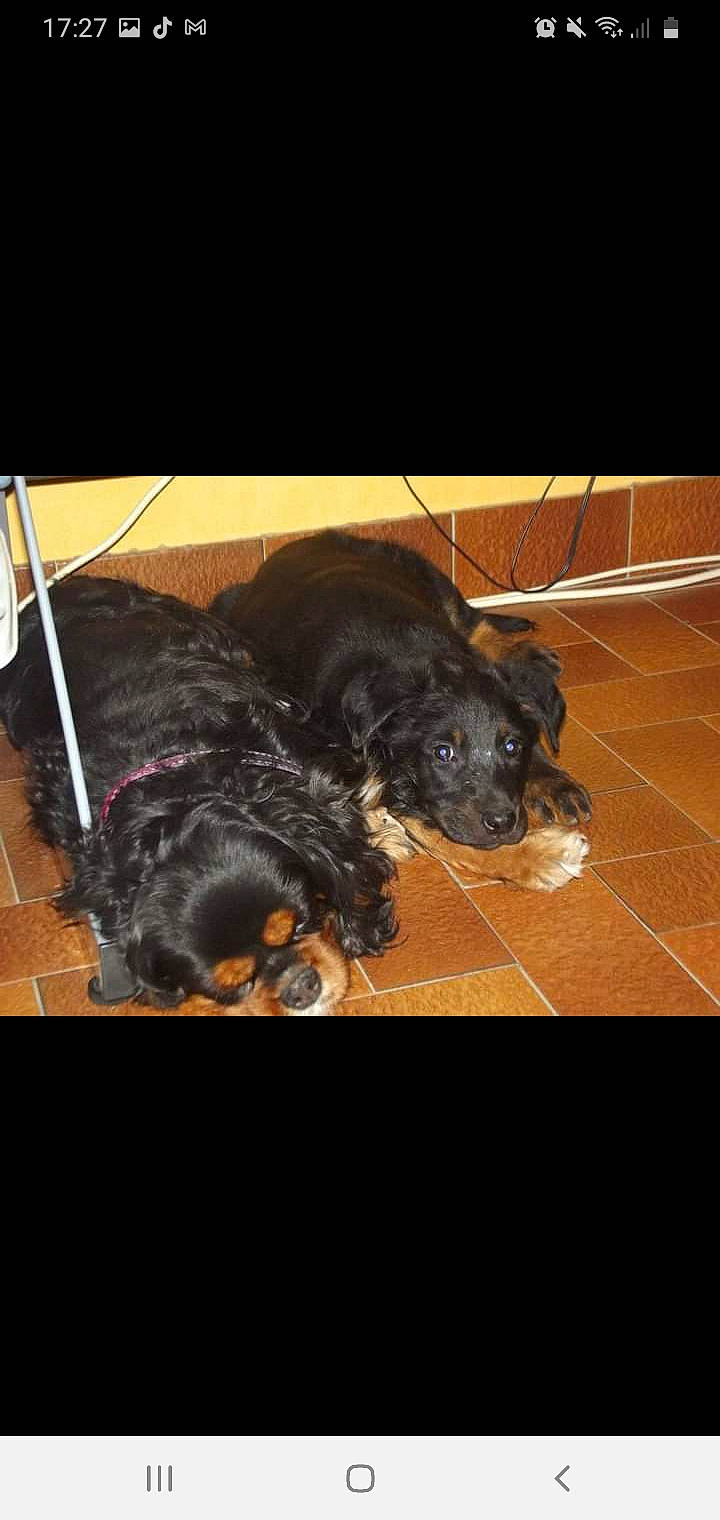 Galice a rejoint le concours — aidez-le/la à gagner de superbes lots ! black, canidae, carnivore, collar, companion_dog, dog, dog_breed, floor, flooring, fur, laminate_flooring, liver, mammal, pet_supply, snout, sporting_group, terrestrial_animal, tile, tile_flooring, working_animal