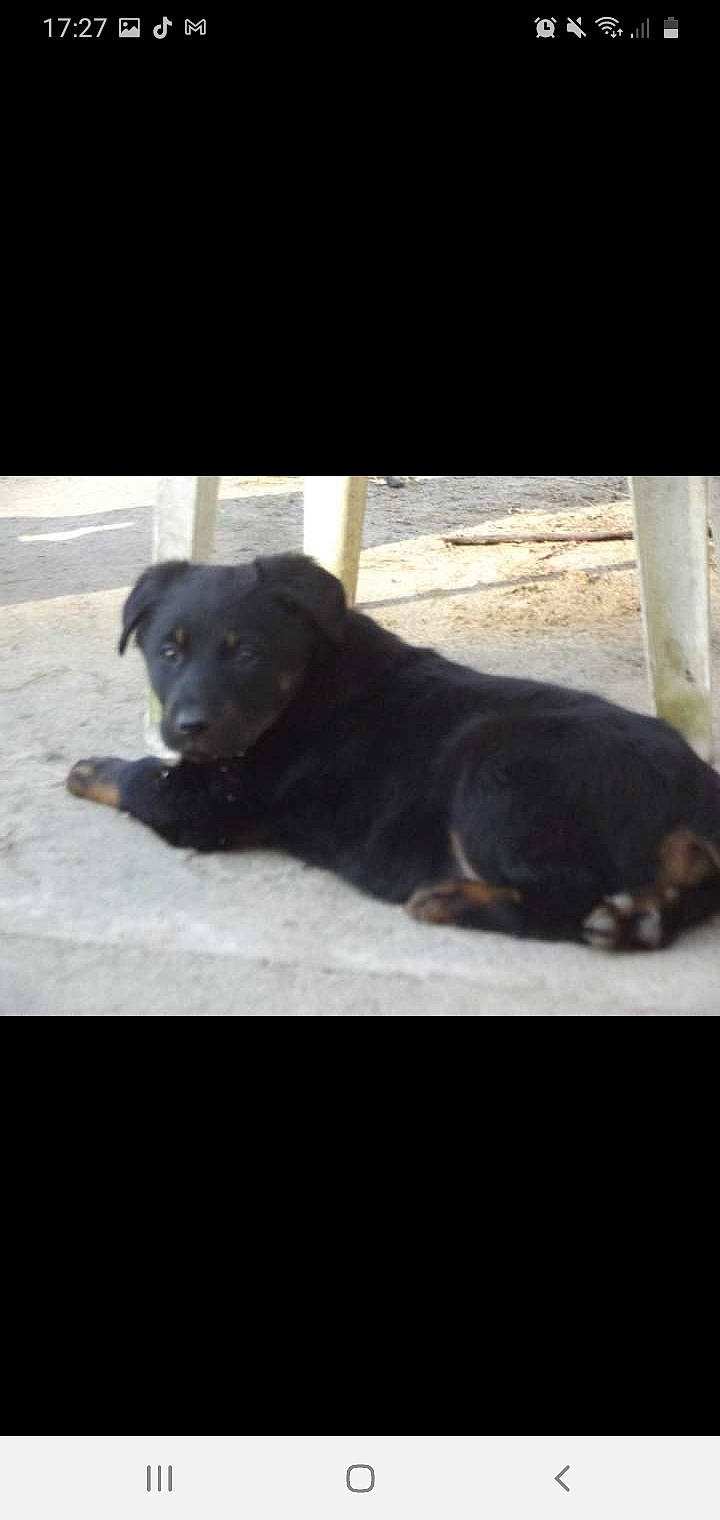 Galice participe au concours pour gagner de l'argent avec cette photo : black, canidae, carnivore, companion_dog, dog, dog_breed, fur, labrador_retriever, mammal, retriever, shadow, snout, sporting_group, terrestrial_animal, working_animal, working_dog