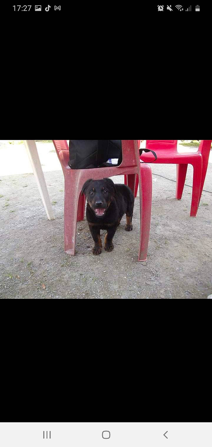 Galice a rejoint le concours — aidez-le/la à gagner de superbes lots ! canidae, carnivore, companion_dog, dog, dog_breed, floor, labrador_retriever, liver, mammal, snout, sporting_group, working_animal