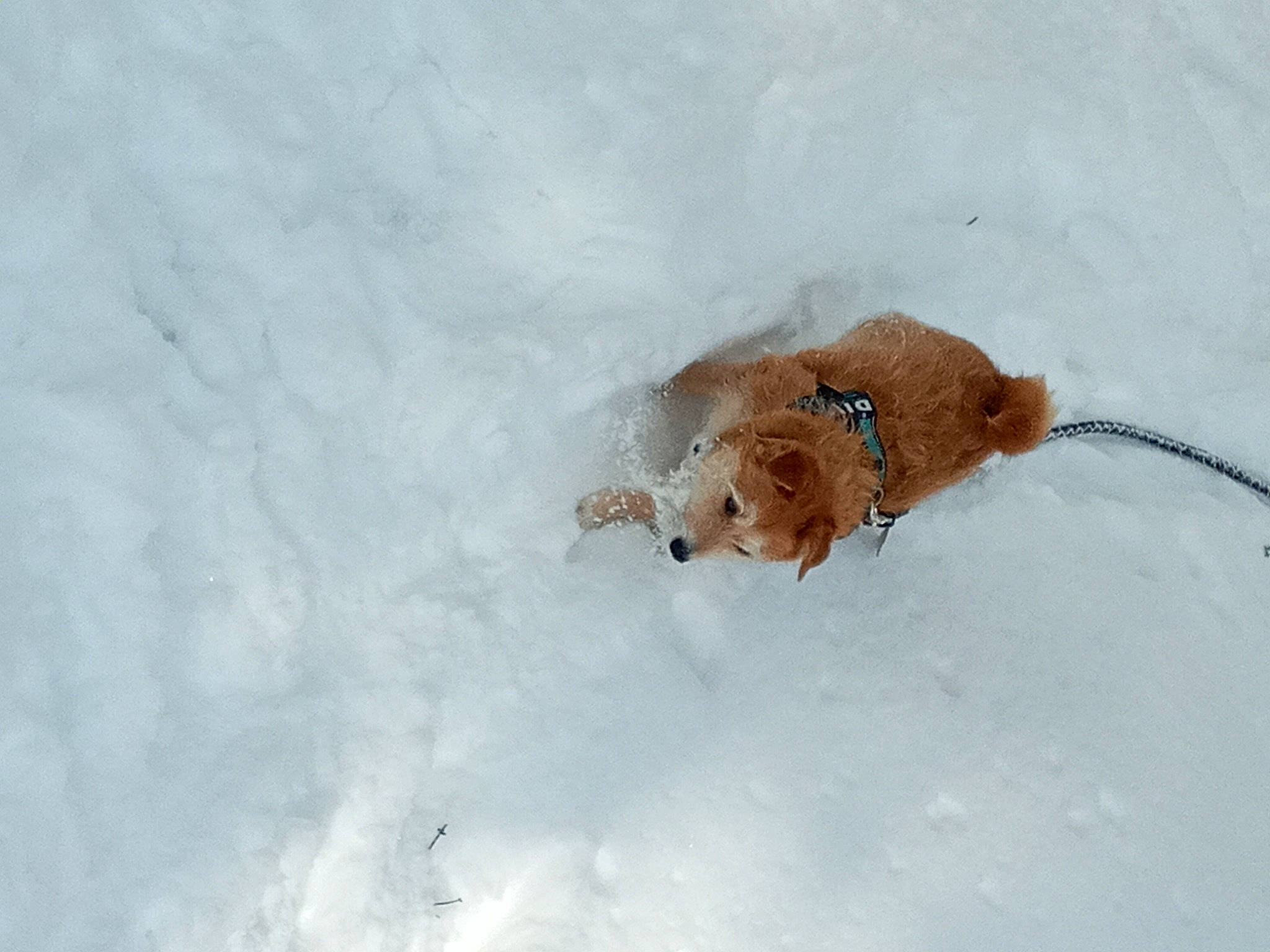 Maya participe au concours pour gagner de l'argent avec cette photo : canidae, carnivore, companion_dog, dog, dog_breed, dog_walking, fawn, freezing, geological_phenomenon, ice, leash, liver, pet_supply, snow, sporting_group, tail, winter, working_dog