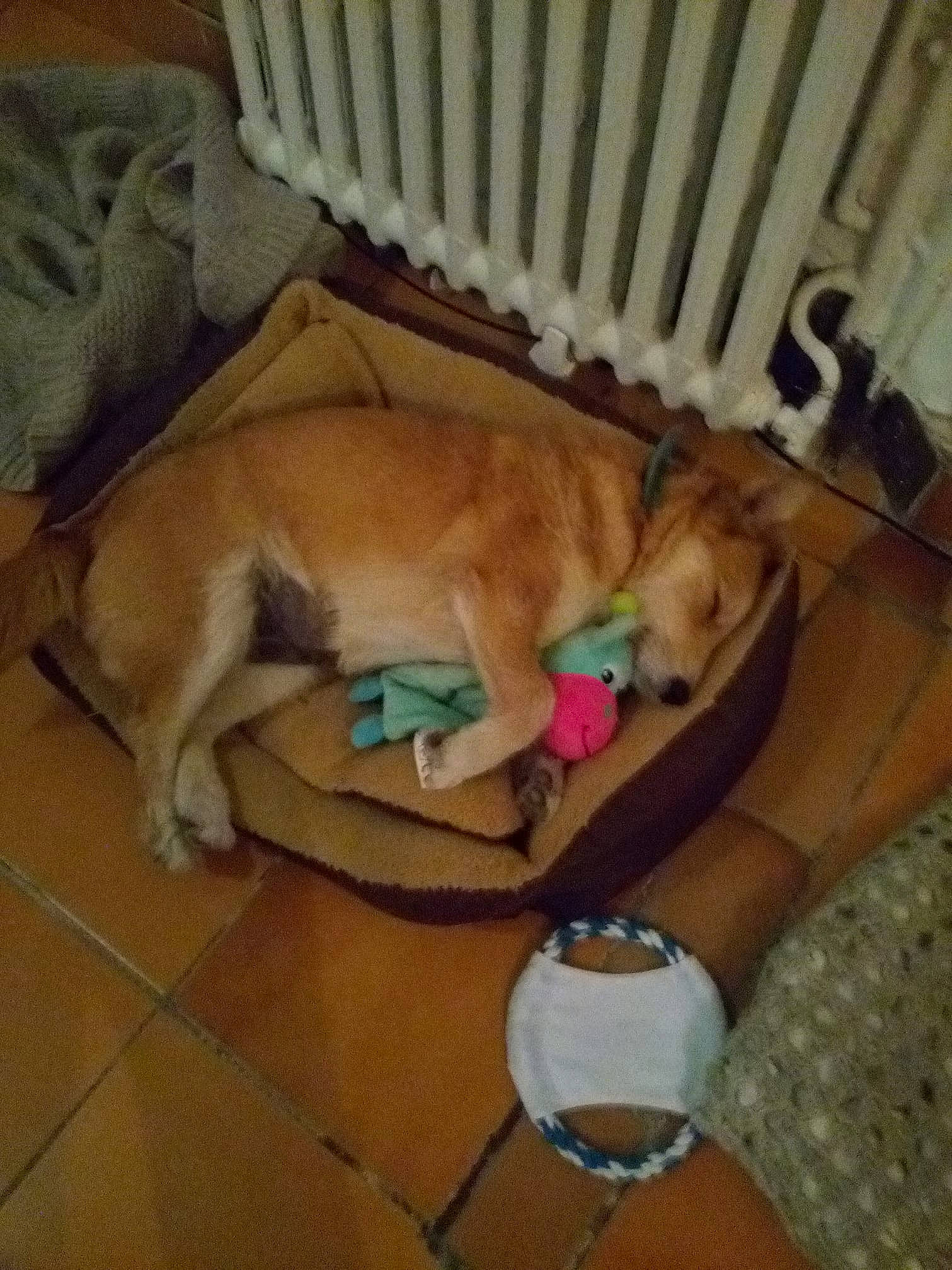 Maya participe au concours pour gagner de l'argent avec cette photo : bracelet, canidae, carnivore, collar, comfort, companion_dog, dog, dog_breed, dog_collar, dog_supply, fawn, nursery, pet_supply, sporting_group, tile, watch, working_animal, working_dog