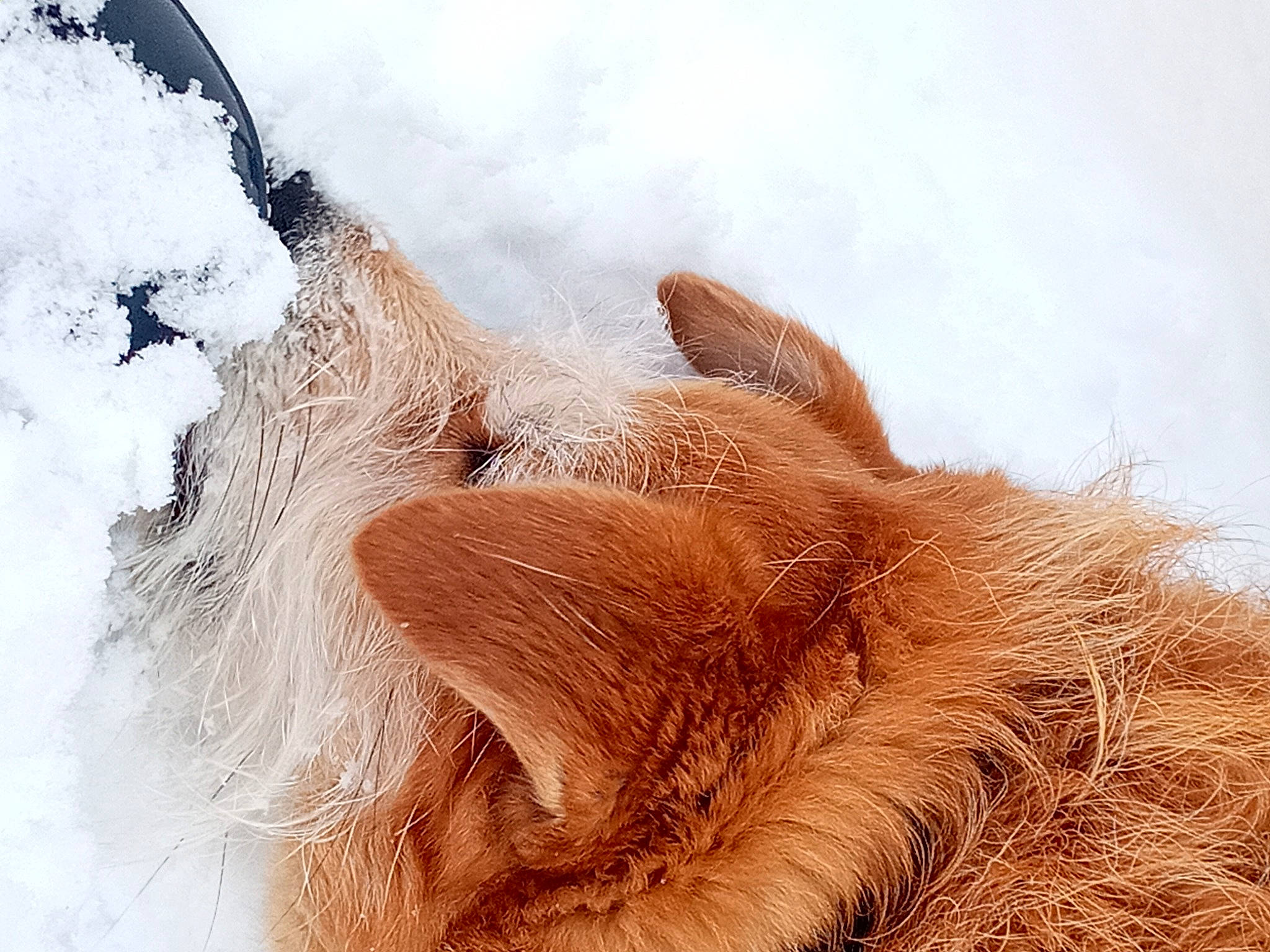 Maya a rejoint le concours — aidez-le/la à gagner de superbes lots ! brown, canidae, close_up, companion_dog, dog_breed, fawn, freezing, frost, fur, ice, liver, natural_material, snout, snow, sporting_group, winter, working_animal