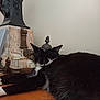 Judith Senepart a rejoint le concours — aidez-le/la à gagner de superbes lots ! cat, black_and_white, feline, relaxed, indoor, floor, marble, metal, decorative, figurine, glass, ornate, resting, whiskers, ears, fur, wood, household, pet, sleepy