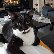 Judith Senepart participe au concours pour gagner de l'argent avec cette photo : cat, tuxedo_cat, green_eyes, indoor, living_room, television, coffee_table, rose, vase, sofa, blanket, teddy_bear, person, relaxing, furniture, home_decor, floor, cushion, tablecloth, lamp