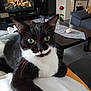 cat, tuxedo_cat, green_eyes, indoor, living_room, television, coffee_table, rose, vase, sofa, blanket, teddy_bear, person, relaxing, furniture, home_decor, floor, cushion, tablecloth, lamp
