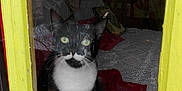 Judith Senepart participe au concours pour gagner de l'argent avec cette photo : cat, tuxedo_cat, window, yellow_frame, reflection, lace_tablecloth, cushions, blanket, indoor, pet, animal, curious, black_and_white, mustache_pattern, wooden_table, glass, feline, domestic_cat, cozy, home