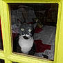 cat, tuxedo_cat, window, yellow_frame, reflection, lace_tablecloth, cushions, blanket, indoor, pet, animal, curious, black_and_white, mustache_pattern, wooden_table, glass, feline, domestic_cat, cozy, home