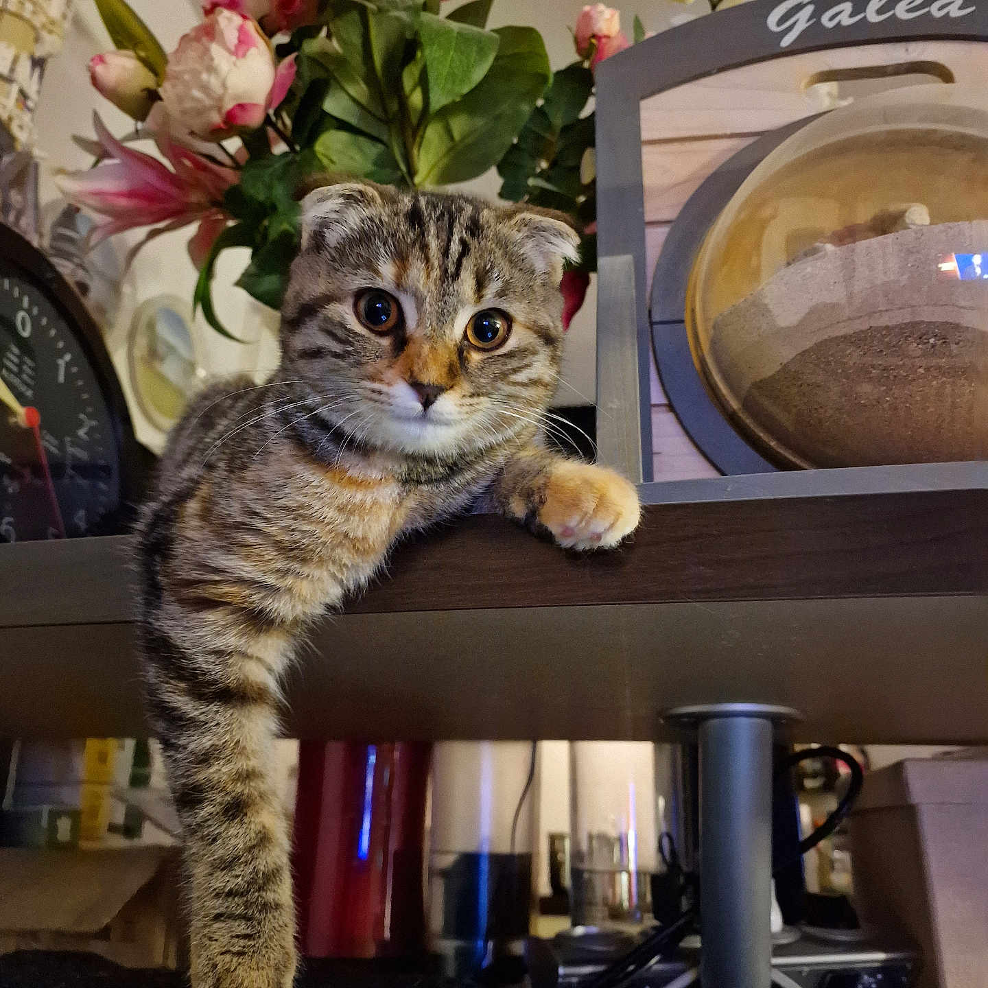 Sunshine participe au concours pour gagner de l'argent avec cette photo : cat, clock, curious, cute, domestic, eyes, feline, flowers, fur, household_items, indoor, kitten, paw, pet, pink_flowers, plant, relaxed, shelf, tabby, whiskers